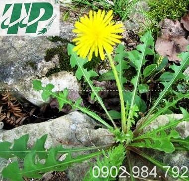 Địa chỉ mua bán bồ công anh tại huyện Ứng hòa